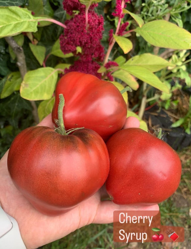 Tomatensamen tomate - tomatensamen,