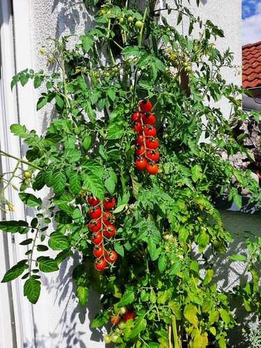 Saatgut der polnischen - saatgut,