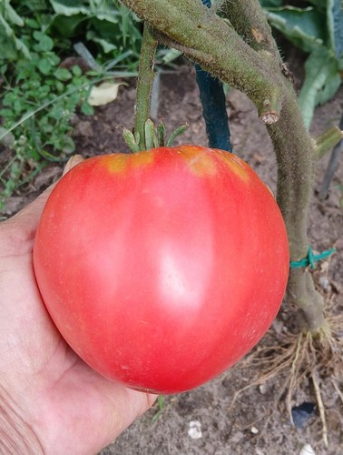 Ochsenherztomate samen - ochsenherztomate,