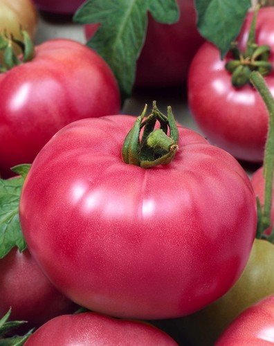 Tomatensamen himbeertomate - 10, tomatensamen,
