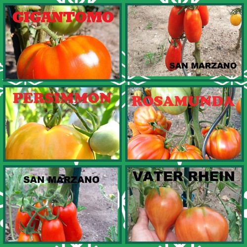 Tomaten samen sorten je - v.,