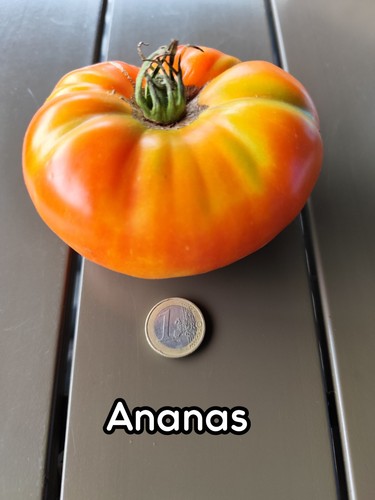 Tomatensamen ananas - |, |
