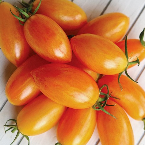 Tomate blush tiger samen - tomate,