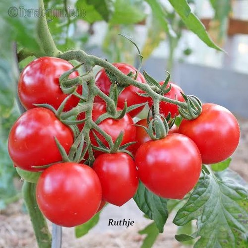 Rutje tomaten samen rote - rutje, –