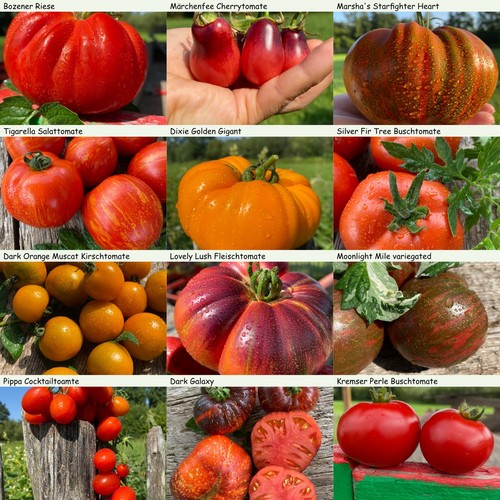 Tomaten liebhabersorten set - tomaten,