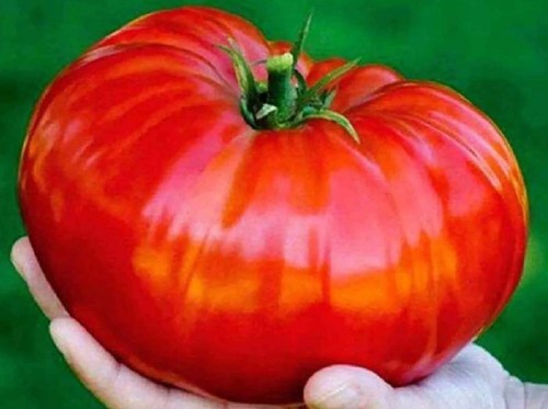 Tomatensamen alte - tomatensamen, samen);