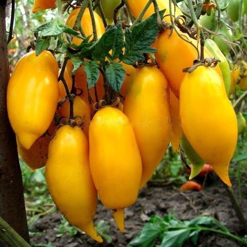 Tomatensamen - , (7+samen)