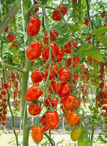 Tomate datterino saat - tomate,