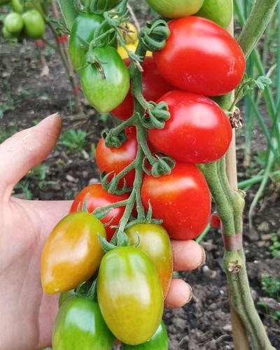 Cocktailtomate kalinda - kalinda, 30