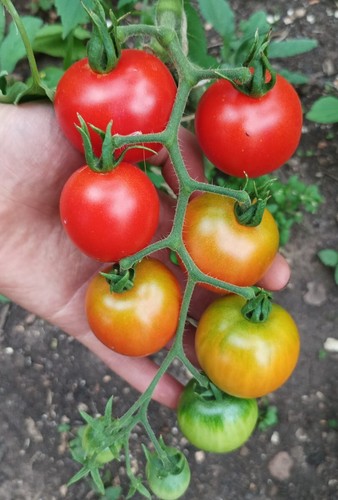 Tomate harzfeuer samen - tomate,