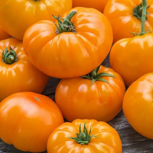 Tomatensamen - , (7+