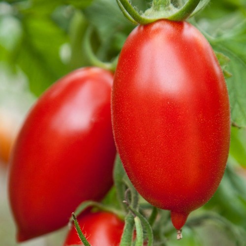 Tomate amish paste - paste, –