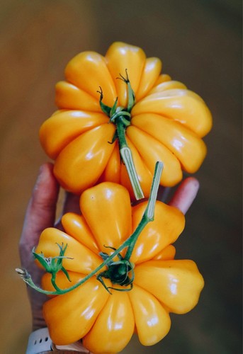 Tomatensamen fleischtomate - tomatensamen,