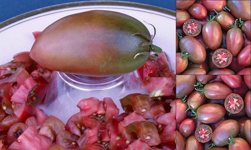 Ukrainische tomate purpur - ukrainische,
