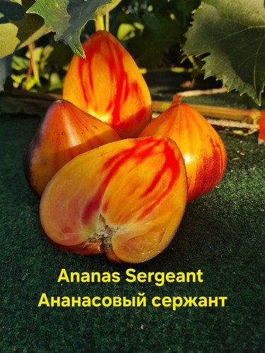 Tomatensamen ananas sergeant - ananas,