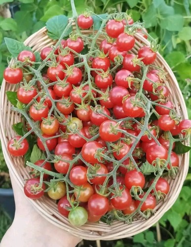 Mexikanische honigtomate 25 - mexikanische,