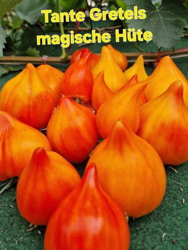 Tomatensamen tante gretels - tomatensamen,