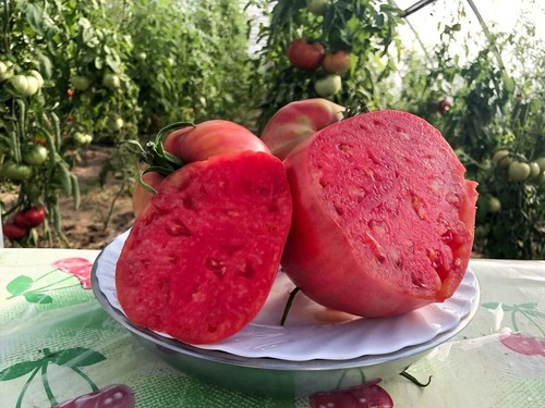 Samen tomate russische - 10+,