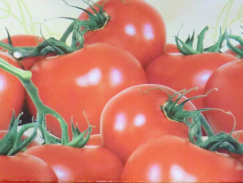 Tomatensamen tamina - tomatensamen,