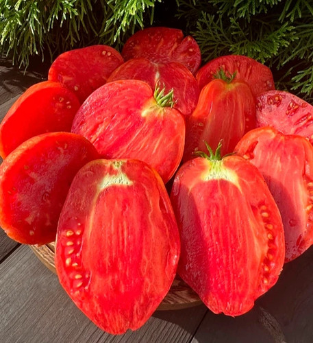 10 samen tomate - 🍅👍,