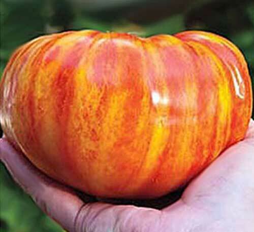 Gigante big rainbow tomate - rainbow, 50