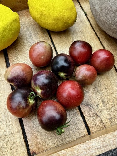 Mocha cherry micro - cherry, micro-dwarf
