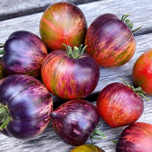 Tomate persuasian samen - tomate, 10