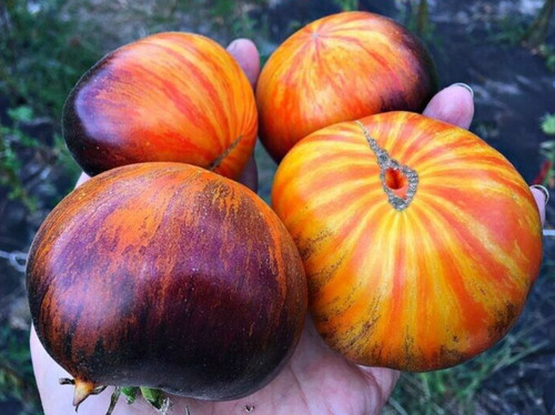 Samen tomate alice s - 10,