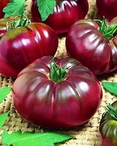 Tomatensamen - , (7+