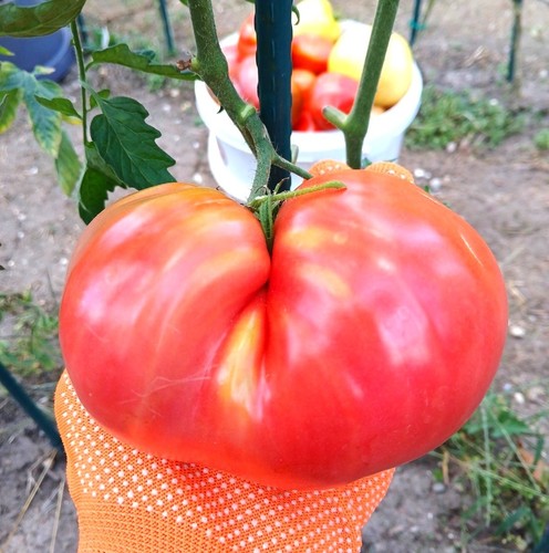 Tomatensamen fleischtomaten - tomatensamen,