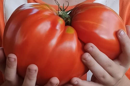 Tomatensamen - , samen)