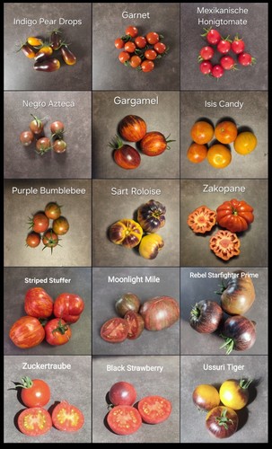 Tomaten saatgut set - tomaten, 15