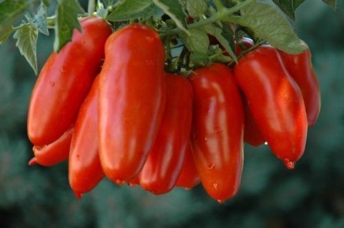 Italienische tomate samen - tomate,