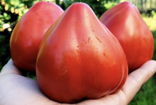 Samen tomate große - 10, "große