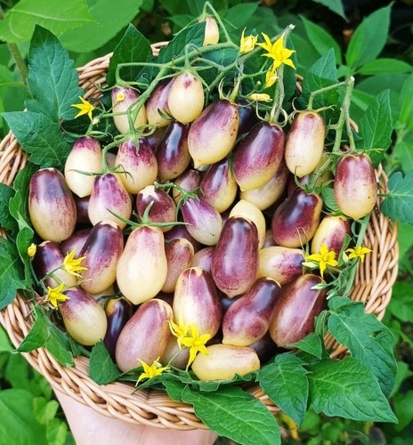 Buschtomate märchenengel - märchenengel, 20