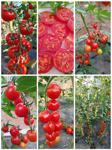Mexikanische honigtomate - mexikanische,