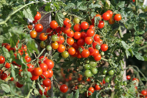 Kirschtomate cerise - kirschtomate, –