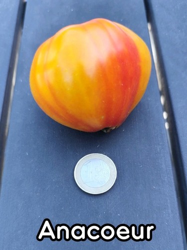 Tomatensamen anacoeur - |,