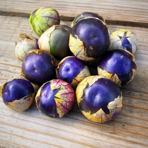 Samen tomate physalis lila - 10, "physalis