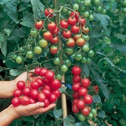 Tomaten samen sweet million - tomaten,