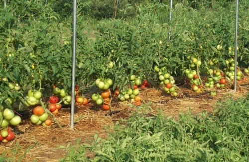 Samen tomate - 🍅10+,