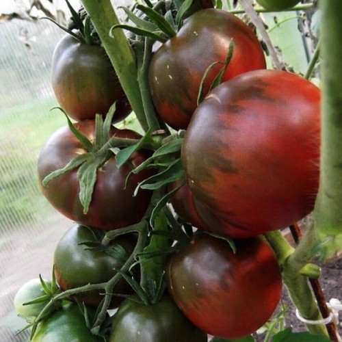 Samen tomate schwarzer - tomate, "schwarzer