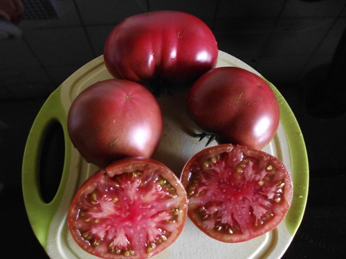 Schlesische himbeere samen - himbeere,