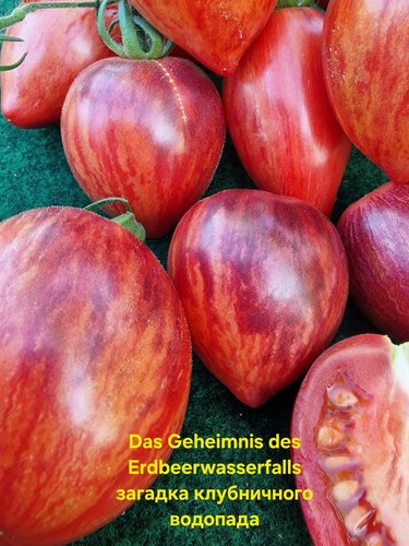 Tomatensamen