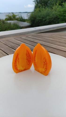 Mango django tomaten samen - mango, tomaten-samen