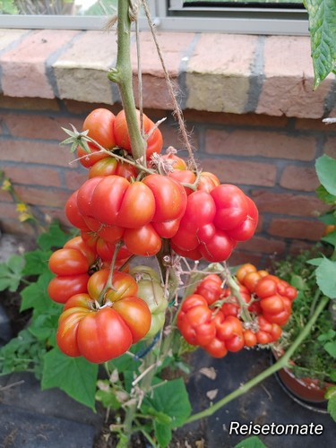 Reisetomate tomaten samen - reisetomate,