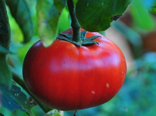 Samen fleischtomate - 50,