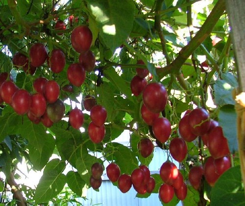Tamarillo samen baumtomate - tamarillo,