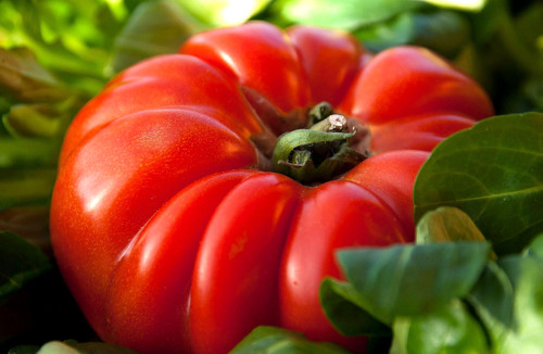 Tomate ochsenherz - tomate,