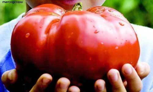 Köstliche tomate - kÖstliche,